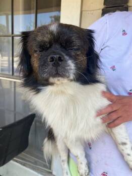 DASH -  Mixed Breed Dog for Adoption in Dallas, Texas - DASH | PetCurious