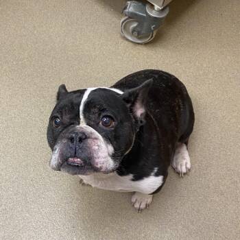 Chase -  French Bulldog Dog for Adoption in Columbus, Georgia - Chase | PetCurious