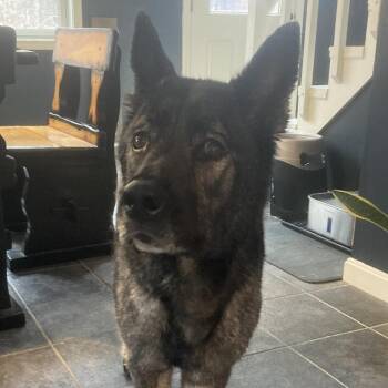 Roxie -  German Shepherd Dog Dog for Adoption in Dover, New Hampshire - Roxie | PetCurious