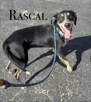 Hound Dogs Available for Adoption in Craig, Colorado - Rascal | PetCurious