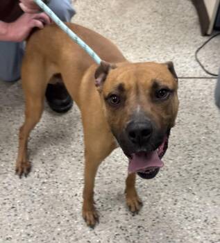 Boxer and Mixed Breed Dogs Available for Adoption in Saint Clairsville, Ohio - Nelson | PetCurious