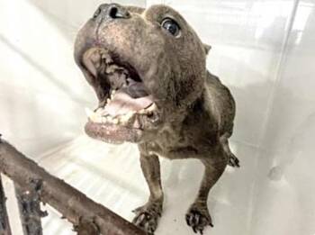 Pit Bull Terrier Dogs Available for Adoption in Houston, Texas - A655324 | PetCurious