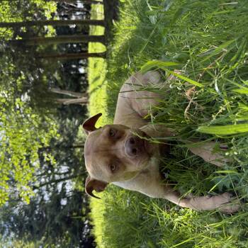 Rescue Pit Bull Terrier Dogs for Adoption in Ferndale, Washington - Oscar | PetCurious