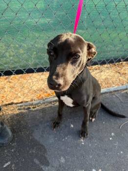 American Staffordshire Terrier Dogs Available for Adoption in Lakeland, Florida - Breya | PetCurious