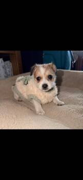 Rescue Chihuahua Dogs for Adoption in Lodi, California - Gretta | PetCurious