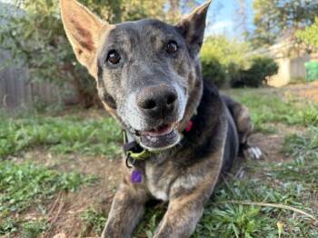 Tempa -  Cattle Dog and Shepherd Dog for Adoption in Grass Valley, California - Tempa | PetCurious