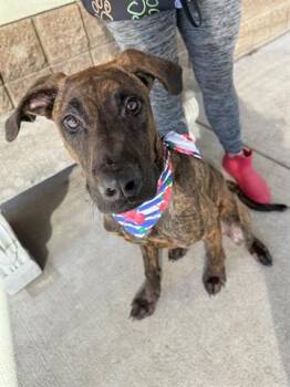 Rescue Plott Hound and Mixed Breed Dogs for Adoption in Tulsa, Oklahoma - YODA | PetCurious