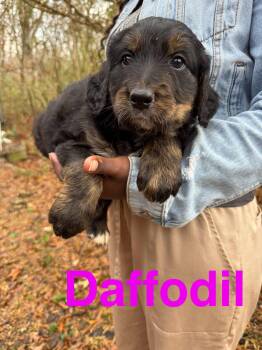 Rescue Goldendoodle and Great Pyrenees Dogs for Adoption in Sequatchie, Tennessee - Daffodil | PetCurious