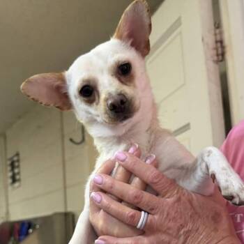 Chihuahua Dogs Available for Adoption - Weston | PetCurious