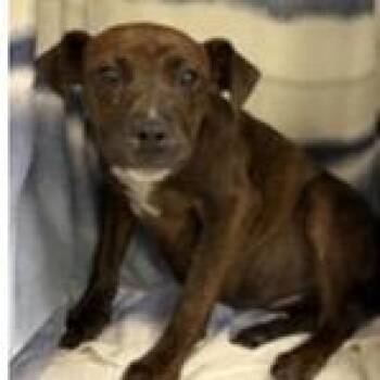 Black Mouth Cur and Mixed Breed Dogs Available for Adoption in Tampa, Florida - Fawn | PetCurious