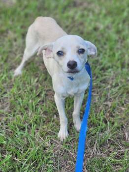 CreamPuff Chi3 *LOCAL* -  Chihuahua Dog for Adoption in South Kingstown, Rhode Island - CreamPuff Chi3 *LOCAL* | PetCurious