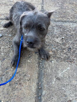 Rescue Brussels Griffon and Terrier Dogs for Adoption in Riverton, Utah - Borris | PetCurious