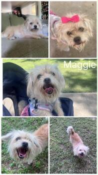 Maggie -  Maltese Dog for Adoption in Enterprise, Alabama - Maggie | PetCurious