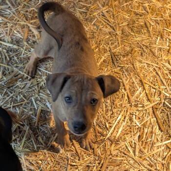 Mixed Breed Dogs Available for Adoption in Tacoma, Washington - Gordy | PetCurious