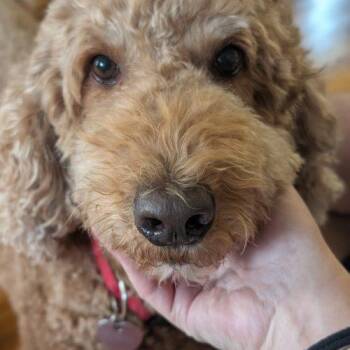 Cannelle -  Standard Poodle Dog for Adoption in Courtice, Ontario - Cannelle | PetCurious