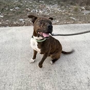 American Staffordshire Terrier Dogs Available for Adoption in Mico, Texas - Jack | PetCurious