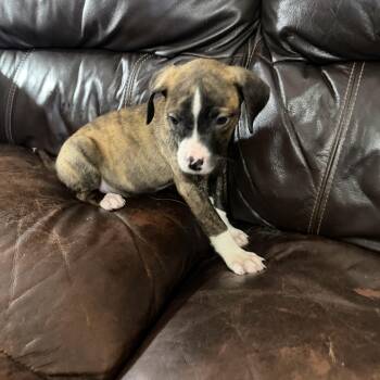 Penelope -  Boxer Dog for Adoption - Penelope | PetCurious