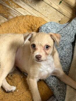 Chihuahua and Maltese Dogs Available for Adoption in West Milford, New Jersey - Peter | PetCurious