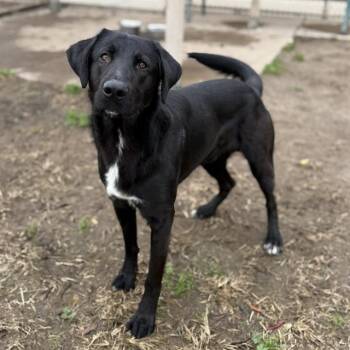 Labrador Retriever Dogs Available for Adoption in Modesto, California - GUNNER | PetCurious