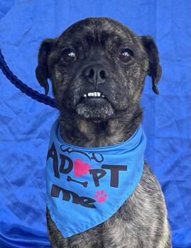 ROSCOE -  Pug Dog for Adoption in Rowland Heights, California - ROSCOE | PetCurious