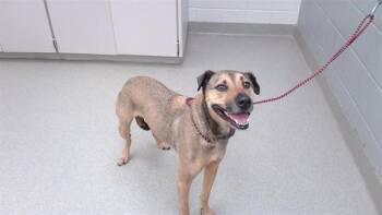 SHILOH -  German Shepherd Dog and Shar Pei Dog for Adoption in Omaha, Nebraska - SHILOH | PetCurious