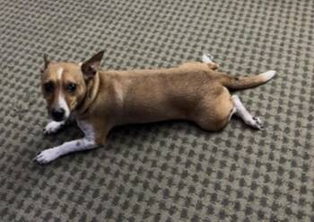 Smokey -  Jack Russell Terrier and Mixed Breed Dog for Adoption in Chattanooga, Tennessee - Smokey | PetCurious