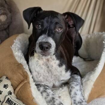 Monty -  Mixed Breed Dog for Adoption in Cleveland, Texas - Monty | PetCurious
