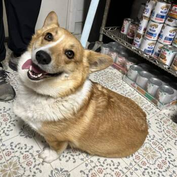 Eve -  Corgi Dog for Adoption in Yucaipa, California - Eve | PetCurious