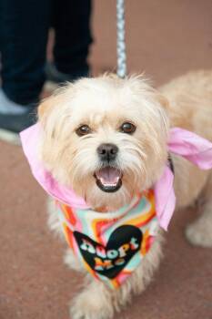 Paige -  Terrier Dog for Adoption in Franklin, Tennessee - Paige | PetCurious