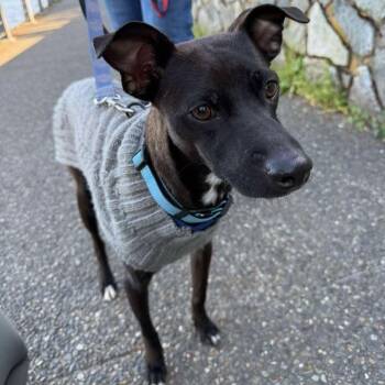 Chihuahua Dogs Available for Adoption in Victoria, British Columbia - Aquilles | PetCurious