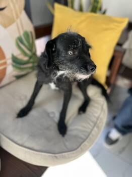 Terrier Dogs Available for Adoption - Ella | PetCurious
