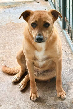 Rescue Feist Dogs for Adoption in Troy, Alabama - Basil (Shy) | PetCurious