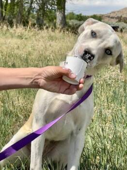 Liv -  Siberian Husky and Labrador Retriever Dog for Adoption in Riverton, Wyoming - Liv | PetCurious