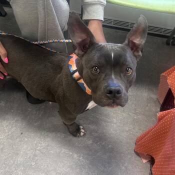 Mixed Breed Dogs Available for Adoption in Philadelphia, Pennsylvania - Winter | PetCurious