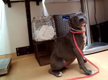 Pit Bull Terrier and Mixed Breed Dogs Available for Adoption in Martinez, California - TED | PetCurious