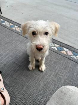 Zuko -  Terrier Dog for Adoption in Millcreek, Utah - Zuko | PetCurious