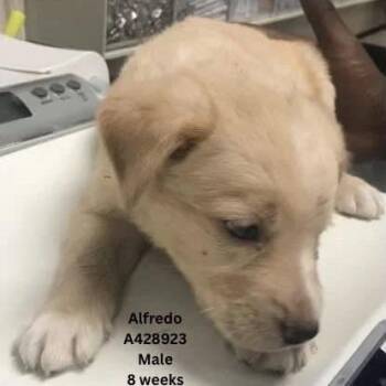Alfredo -  German Shepherd Dog and Mixed Breed Dog for Adoption in Tomah, Wisconsin - Alfredo | PetCurious