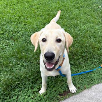 Henry FKA Yeehaw -  Labrador Retriever and Mixed Breed Dog for Adoption in Chesapeake, Virginia - Henry FKA Yeehaw | PetCurious