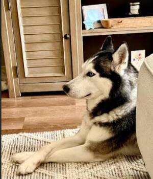 Blu -  Husky Dog for Adoption in Palm Harbor, Florida - Blu | PetCurious