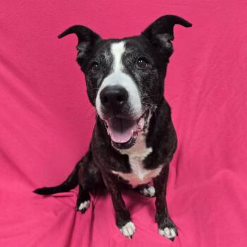 Coco - IN FOSTER HOME -  Mixed Breed Dog for Adoption in Frankfort, Indiana - Coco - IN FOSTER HOME | PetCurious