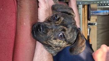 Rescue Beagle and Chihuahua Dogs for Adoption in Winchester, Kentucky - Chaka Khan | PetCurious