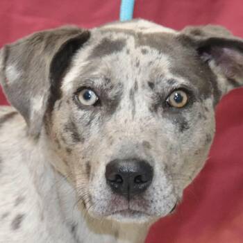 Catahoula Leopard Dog Dogs Available for Adoption in Bartlett, Tennessee - Dot | PetCurious