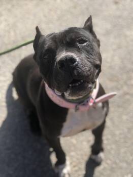 Pit Bull Terrier and American Staffordshire Terrier Dogs Available for Adoption - Hillary | PetCurious