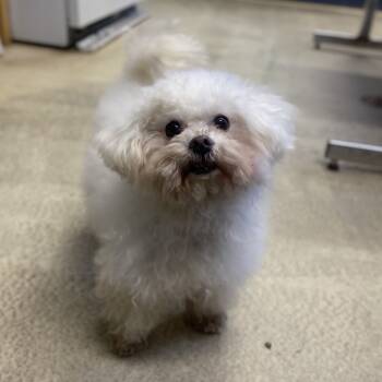 Rescue Maltese and Poodle Dogs for Adoption in Leesburg, Florida - Layla | PetCurious