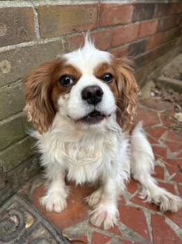 Peter -  Cavalier King Charles Spaniel Dog for Adoption in Anniston, Alabama - Peter | PetCurious
