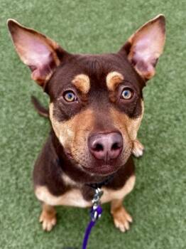 Mixed Breed Dogs Available for Adoption - Professor Snoop | PetCurious