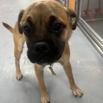 Pug and Mixed Breed Dogs Available for Adoption in Richmond, California - CALLIE | PetCurious