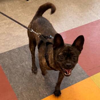 Poquita -  Mixed Breed Dog for Adoption in Philadelphia, Pennsylvania - Poquita | PetCurious