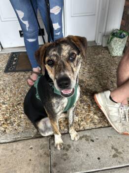 Catahoula Leopard Dog and Labrador Retriever Dogs Available for Adoption - Tater Tot | PetCurious