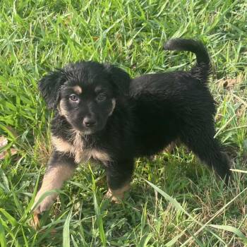 Splash -  Australian Shepherd and Mixed Breed Dog for Adoption in Pelham, New Hampshire - Splash | PetCurious